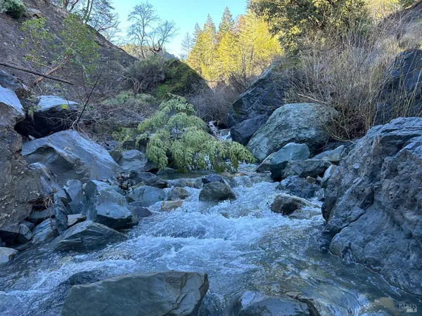 a view of a yard with plants and trees