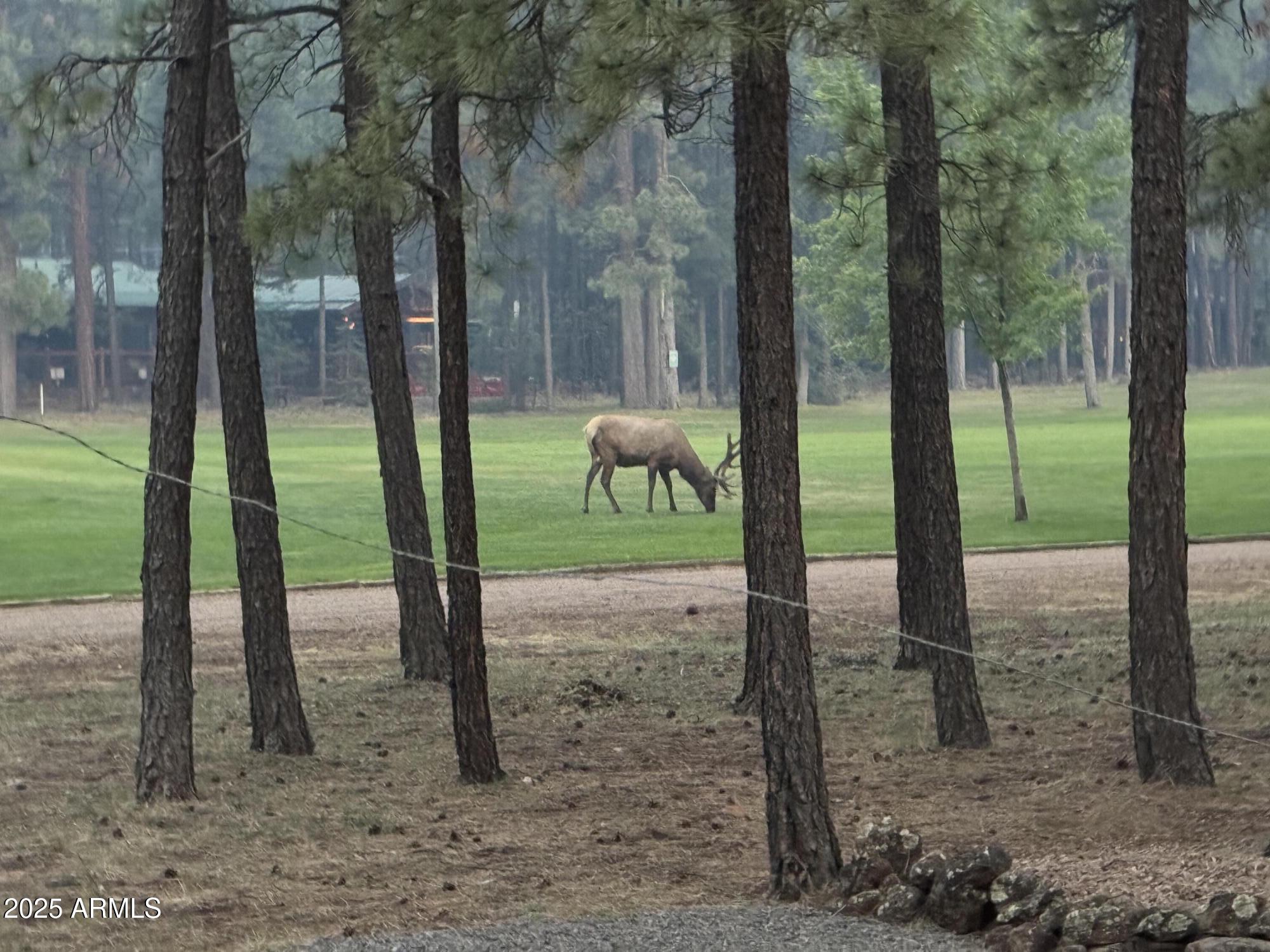7451 Buck Springs Road Pinetop, AZ 85935 - Photo 33 of 35 a view of a park