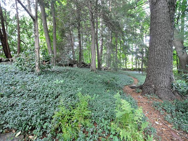 207 Concord Road Lincoln, MA 01773 - Photo 28 of 29 a view of a lush green forest