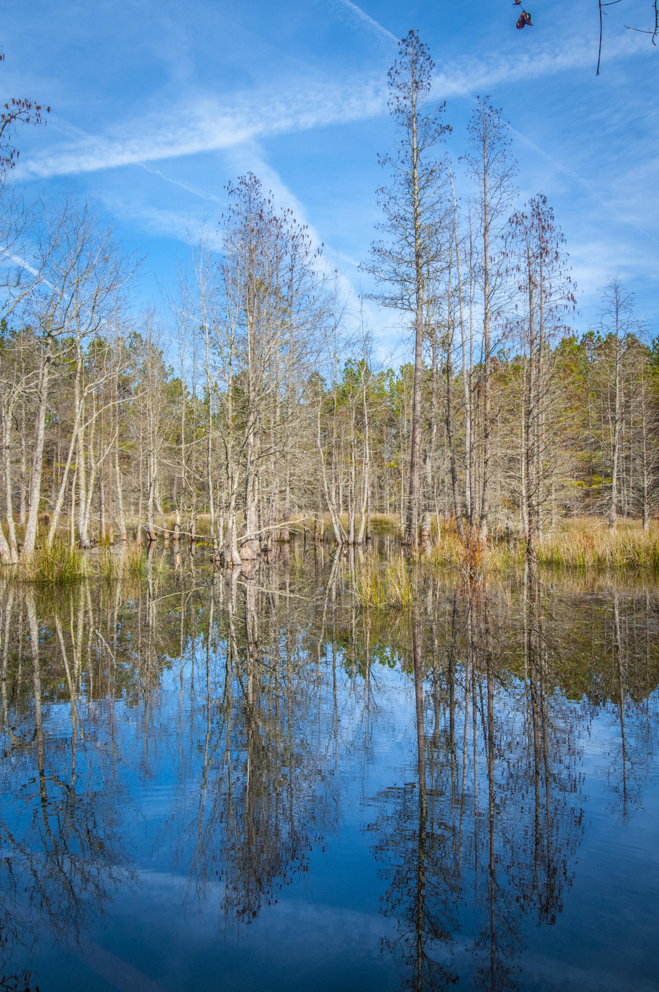 7259 Pleasant Grove Road Round O, SC 29474 - Photo 66 of 68 _DSC6422