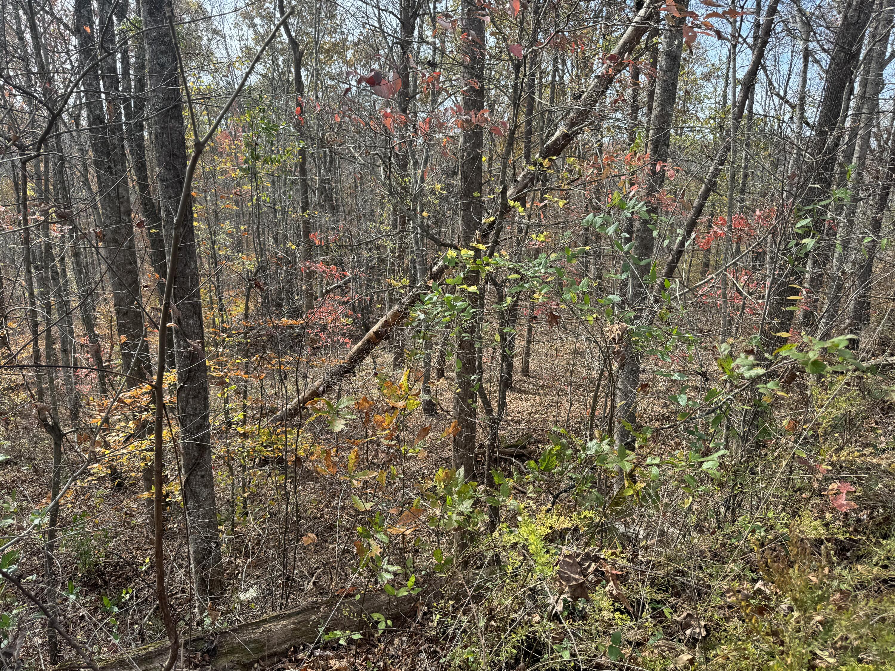 0 Maple Creek Road Williamsburg, KY 40769 - Photo 14 of 35 IMG_4573