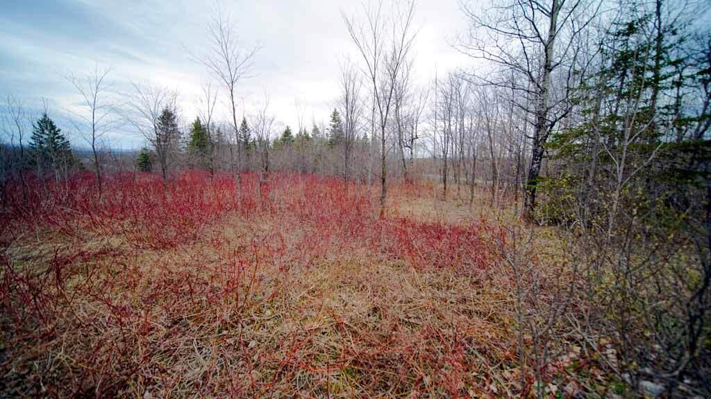 Lot 4 Green Road Houlton, ME 04730 - Photo 55 of 58 lot-4-mcneil-maine