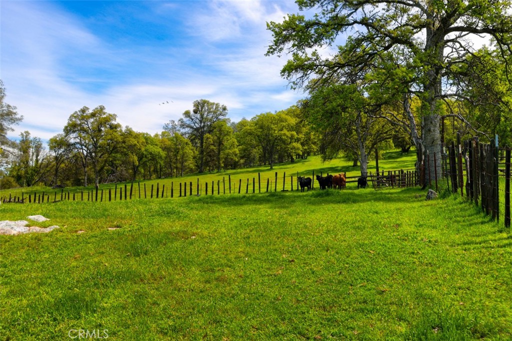 237-acres White Rock Road Mariposa, CA 95338 - Photo 1 of 1 a view of a park with a tree in the background