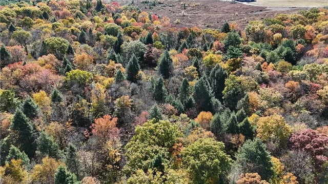 $225,000 | 50-acres Along Bird Lane, Strongstown, PA 15957