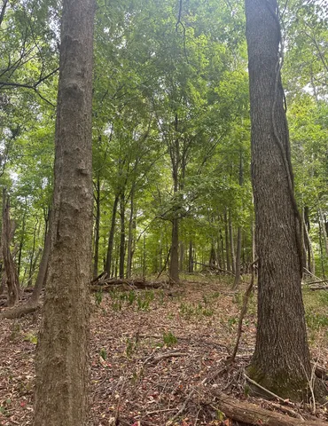 a view of backyard with green space