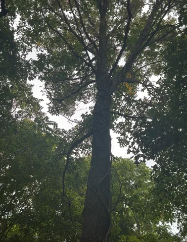 a backyard of a house with lots of green space