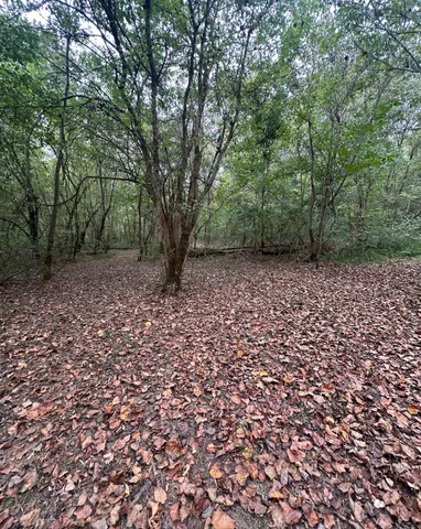 a view of a yard with lots of trees