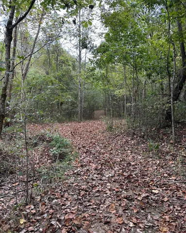 a view of a yard with plants and large trees
