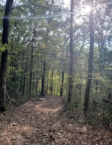 a view of a forest that has a tree