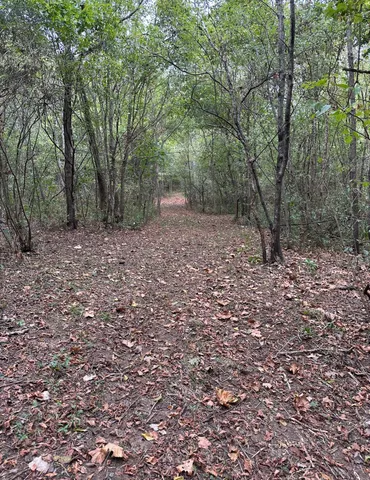 a view of a forest with trees in the background
