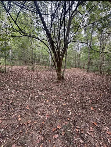 a view of a yard with large trees