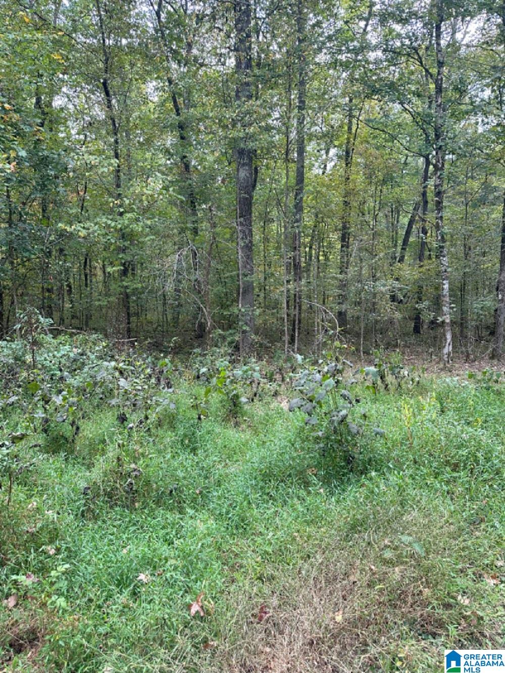 0 Cathedral Caverns Road Woodville, AL 35776 - Photo 1 of 14