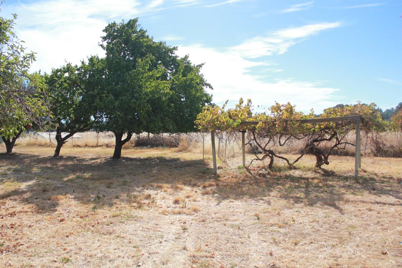 19819 Reeds Creek Road Red Bluff, CA 96080 - Photo 16 of 18 a view of a yard with a tree