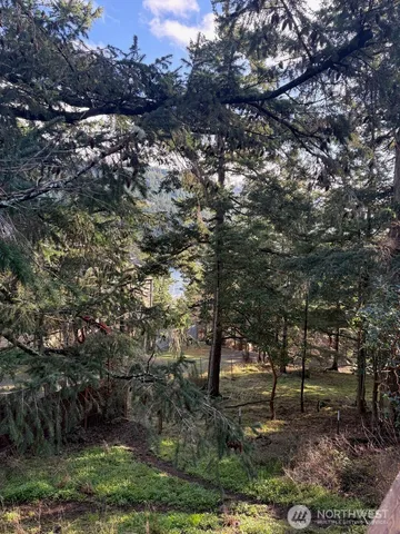 a view of a trees in a yard