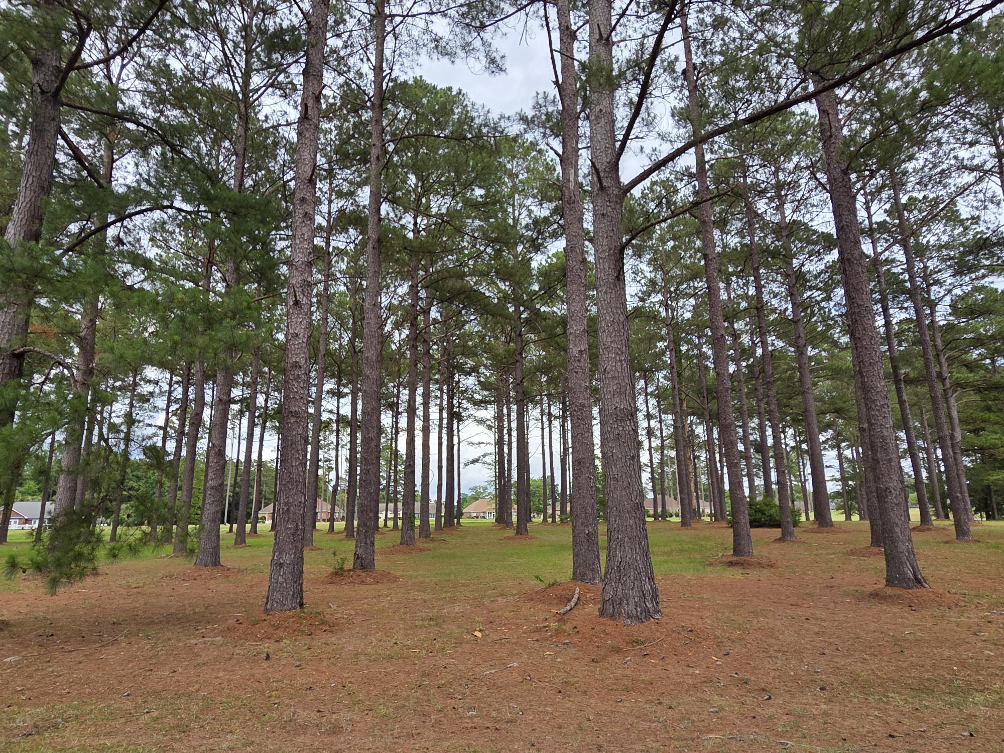 402 Pinelake Court Manning, SC 29102 - Photo 5 of 25