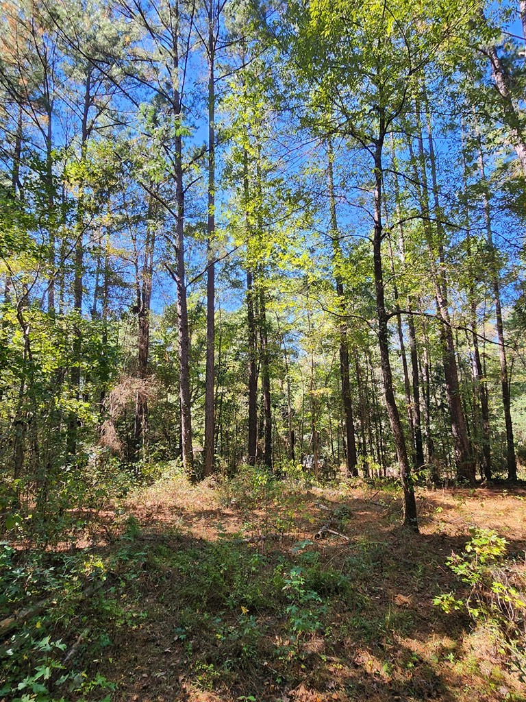 3170 County Road 53 Abbeville, AL 36310 - Photo 5 of 8