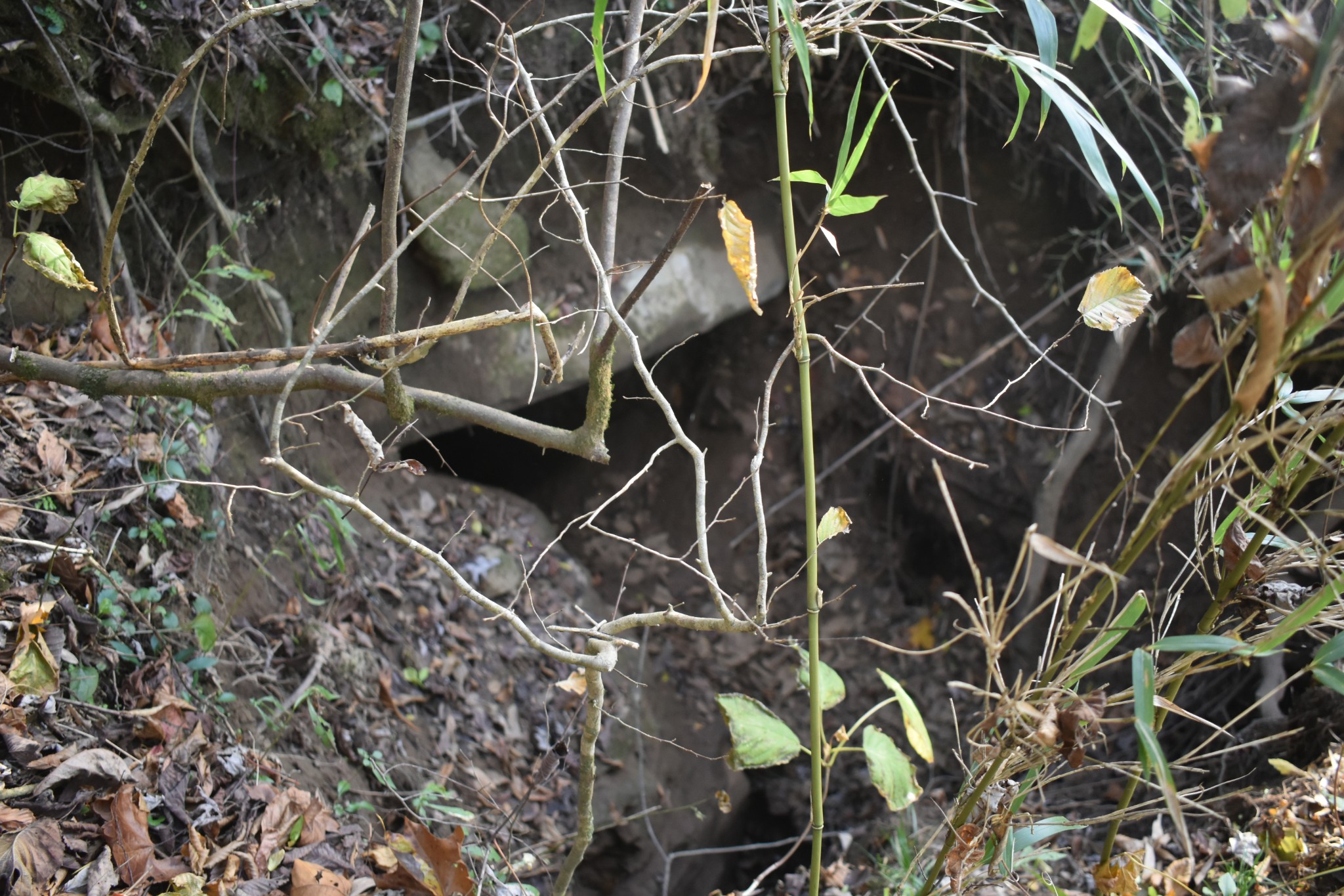 4755 Medley Amonette Road Buffalo Valley, TN 38548 - Photo 31 of 36