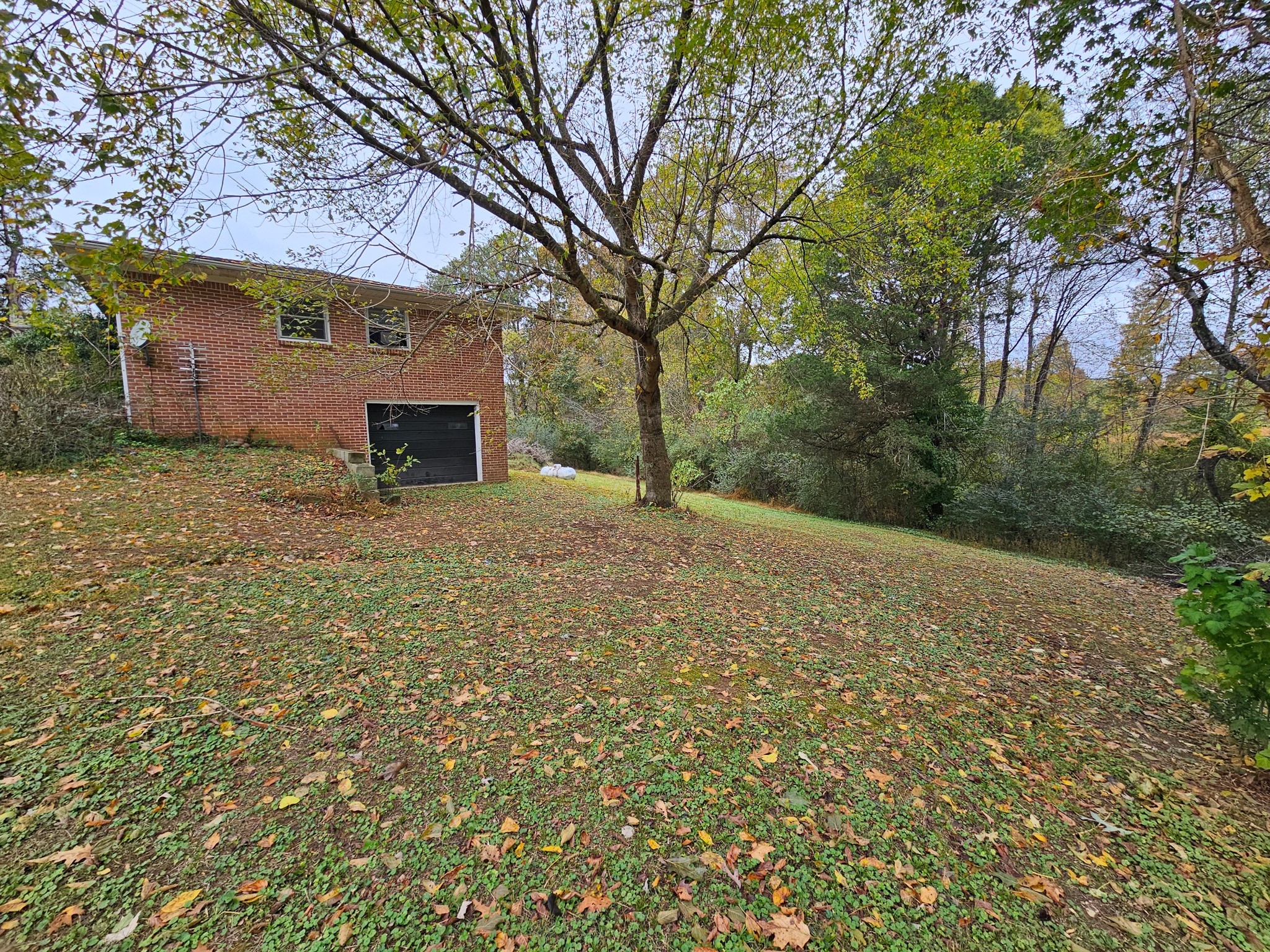 495 Salem Road Minor Hill, TN 38473 - Photo 30 of 30 a view of a yard with a tree