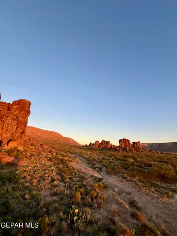 a large tree sitting in the middle of a field