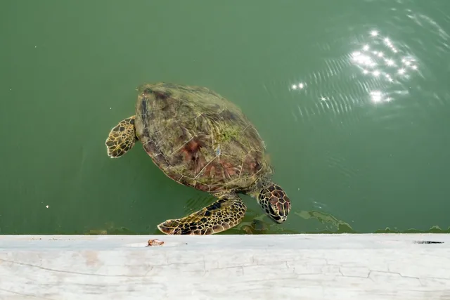 $899,000 | 318 West Cotter Avenue, Unit 2, Port Aransas, TX 78373