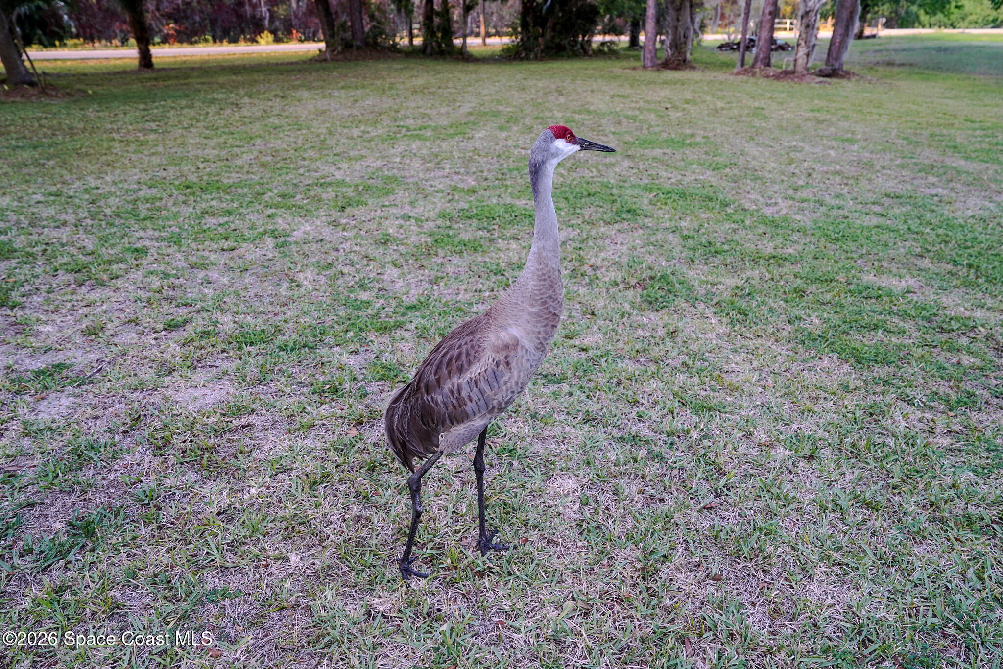 1265 Pine Island Road Merritt Island, FL 32953 - Photo 21 of 21 1265 Pine Island Rd. visitor