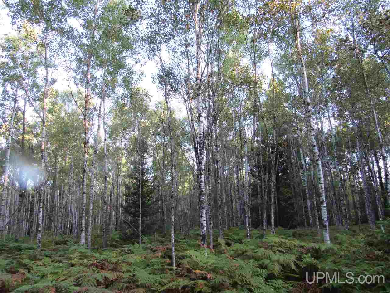 Tbd Tbd Off Casey Lake Road Ishpeming, MI 49849 - Photo 8 of 8