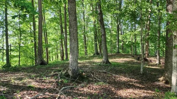 a view of a forest with trees