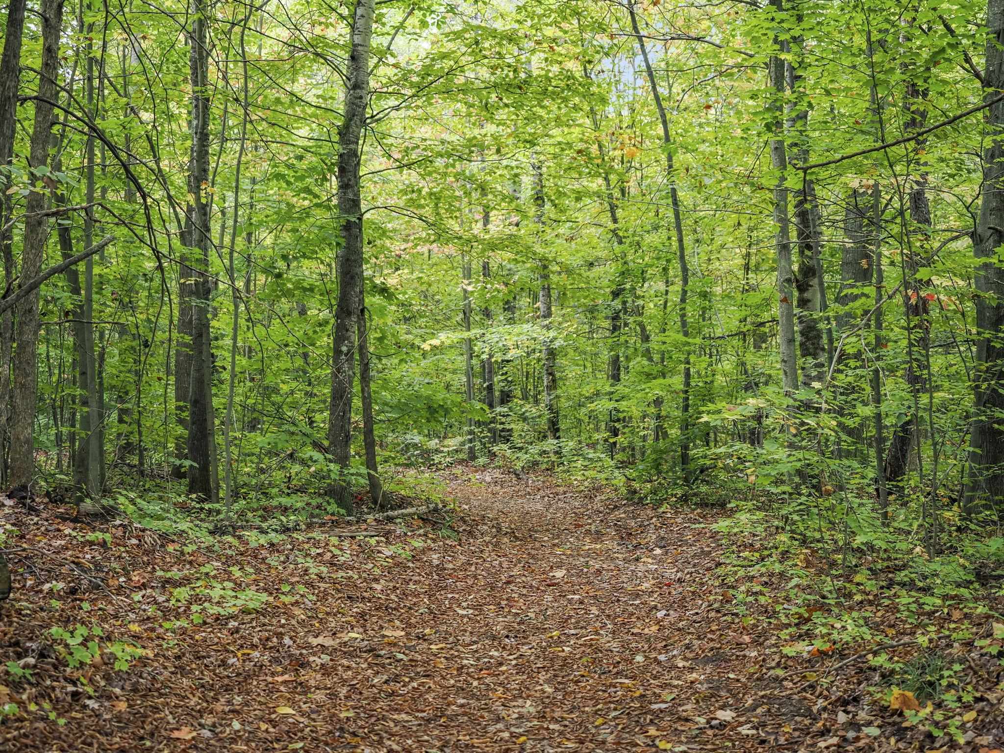 9098 Sunset Trail Road Northeast Mancelona, MI 49659 - Photo 31 of 39 1947468-b4fedd28-e273-4f63-8b8c-213c9e4e8f34.JPG