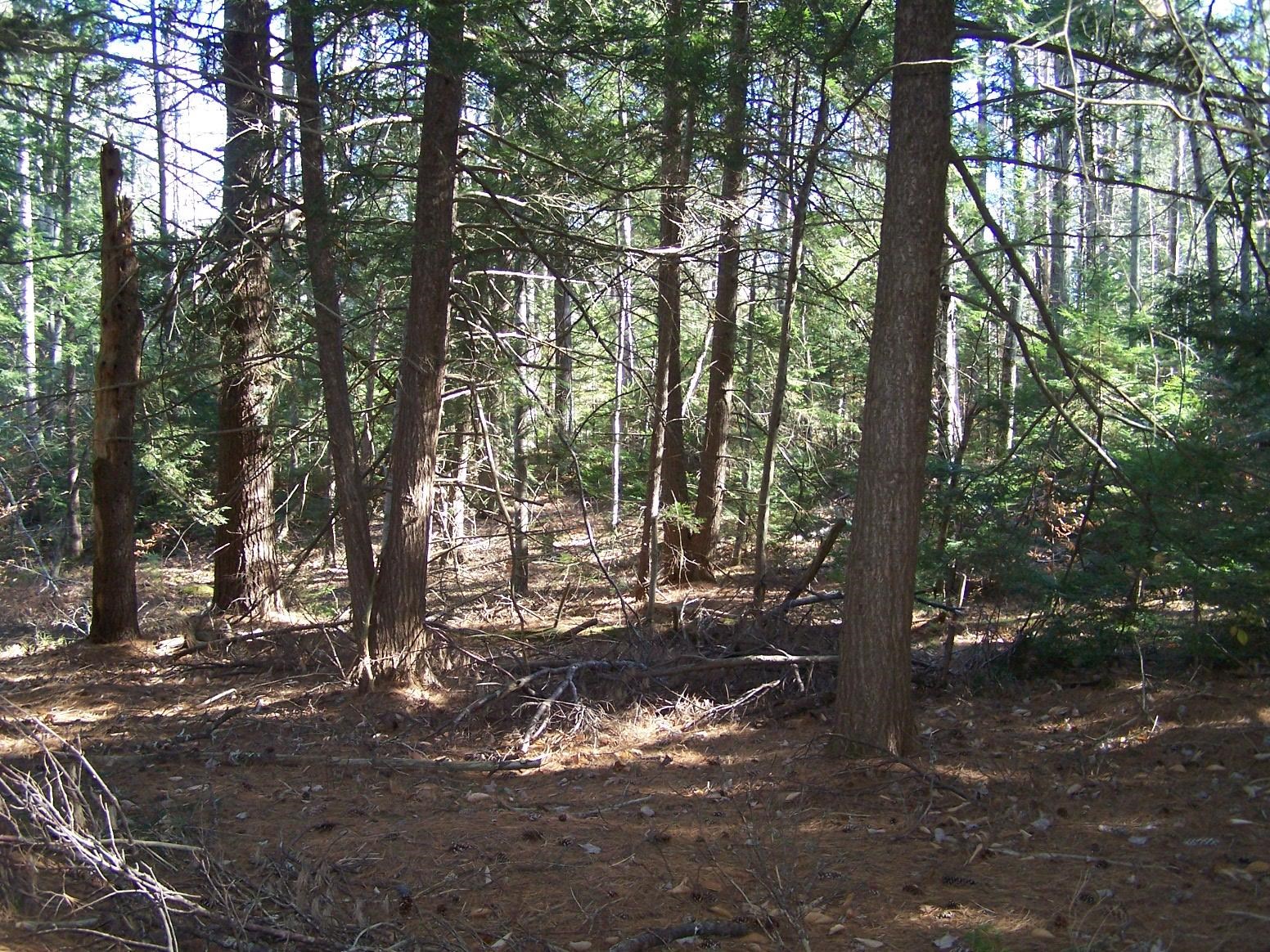 0 Scott Pond Road Fitzwilliam, NH 03447 - Photo 8 of 10