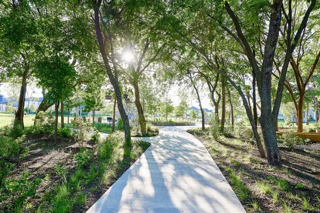 a park with large trees