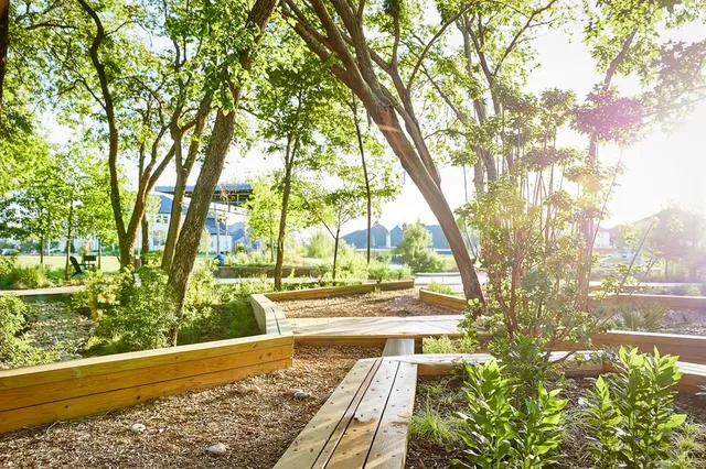 a view of a yard with plants and large trees