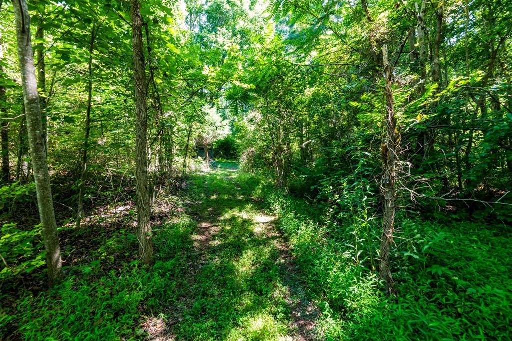 711 Redman Lane Decatur, TN 37322 - Photo 31 of 33 a view of a lush green forest with lots of trees