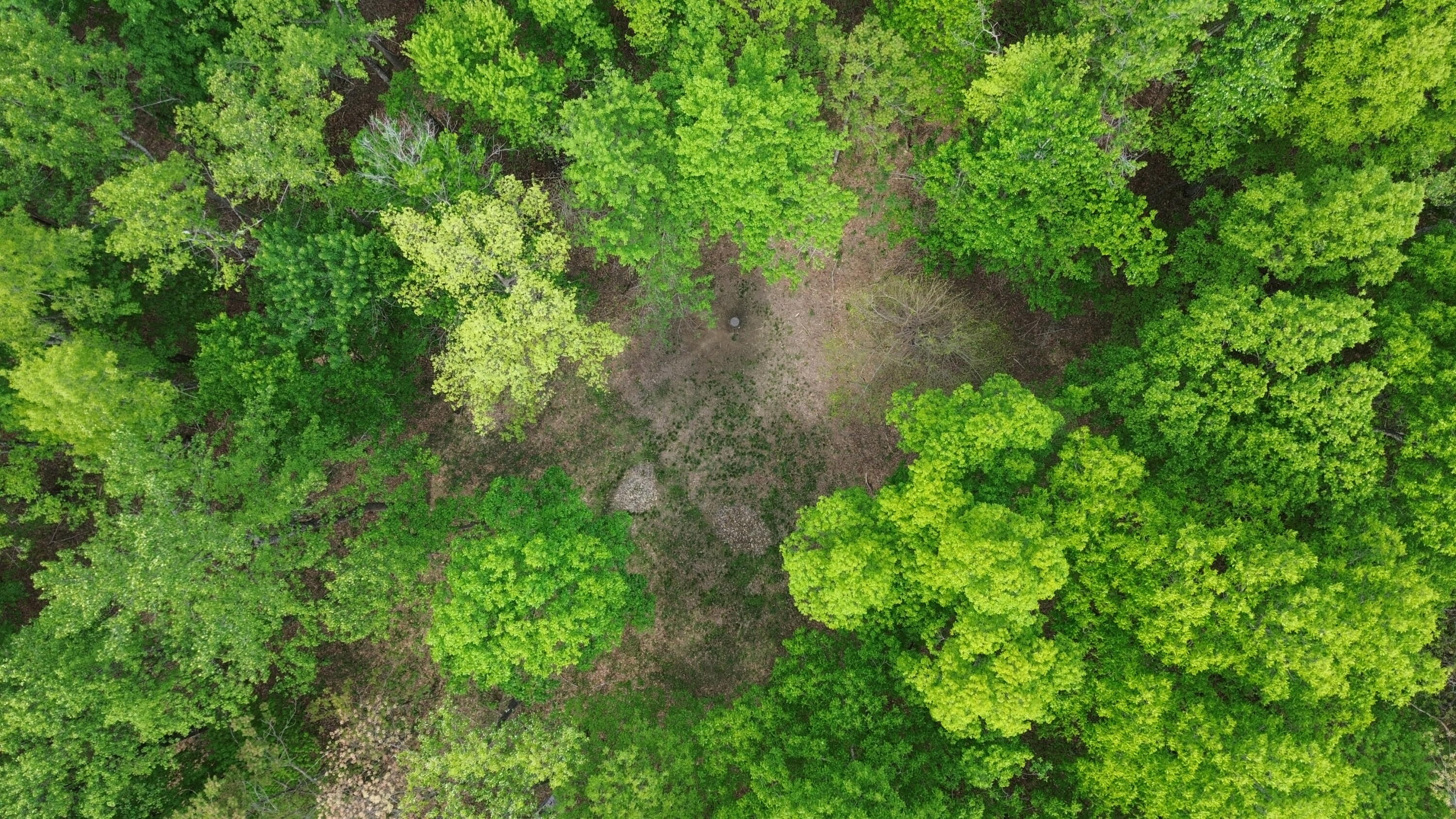 1271 A Tunnel Ridge Road Grayson, KY 41143 - Photo 83 of 134 Clearing Area