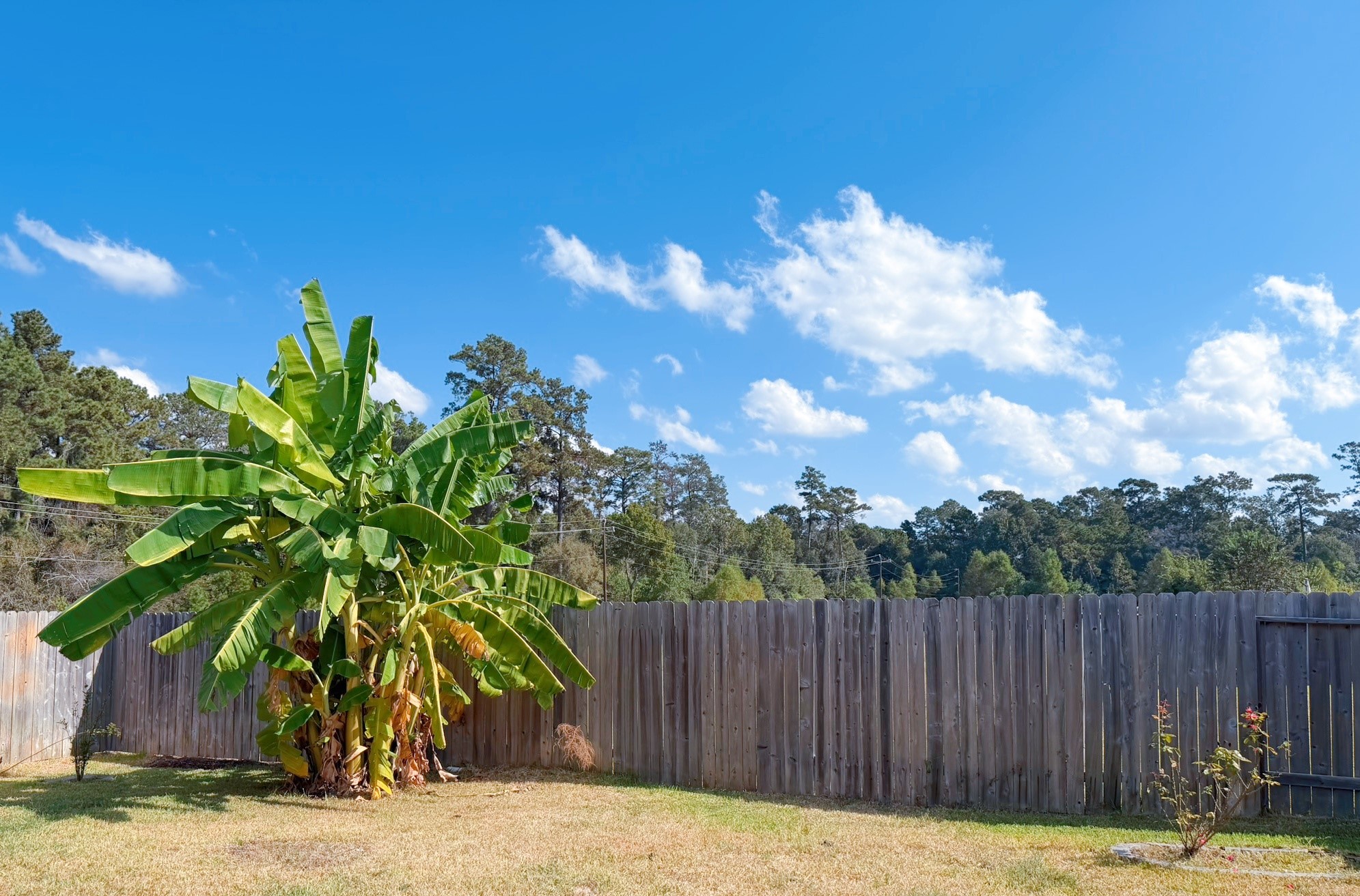 14003 Moose Creek Lane Conroe, TX 77384 - Photo 27 of 37 a view of backyard with wooden fence