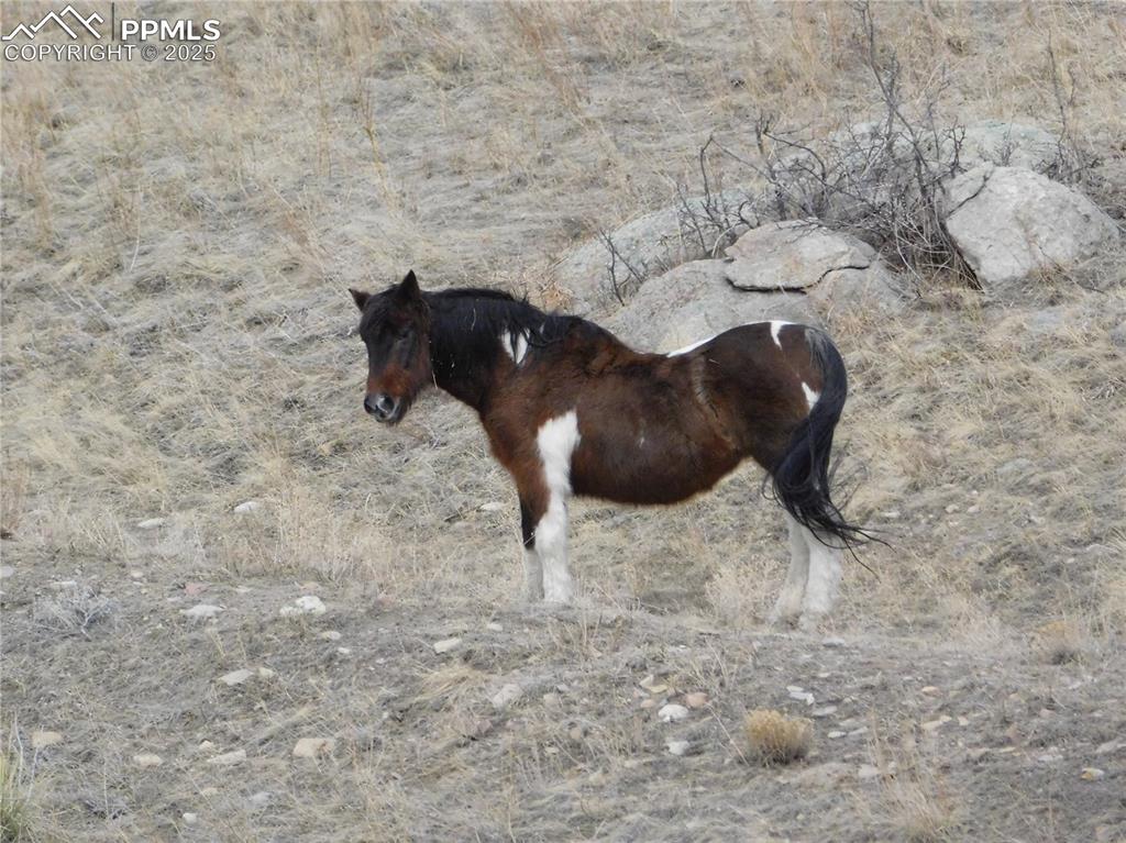 11972 Haskel Creek Road Larkspur, CO 80118 - Photo 21 of 50