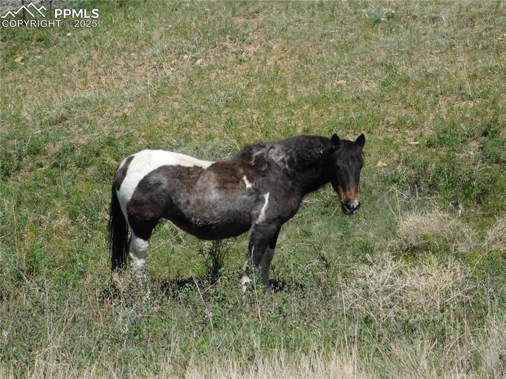 11972 Haskel Creek Road Larkspur, CO 80118 - Photo 35 of 50