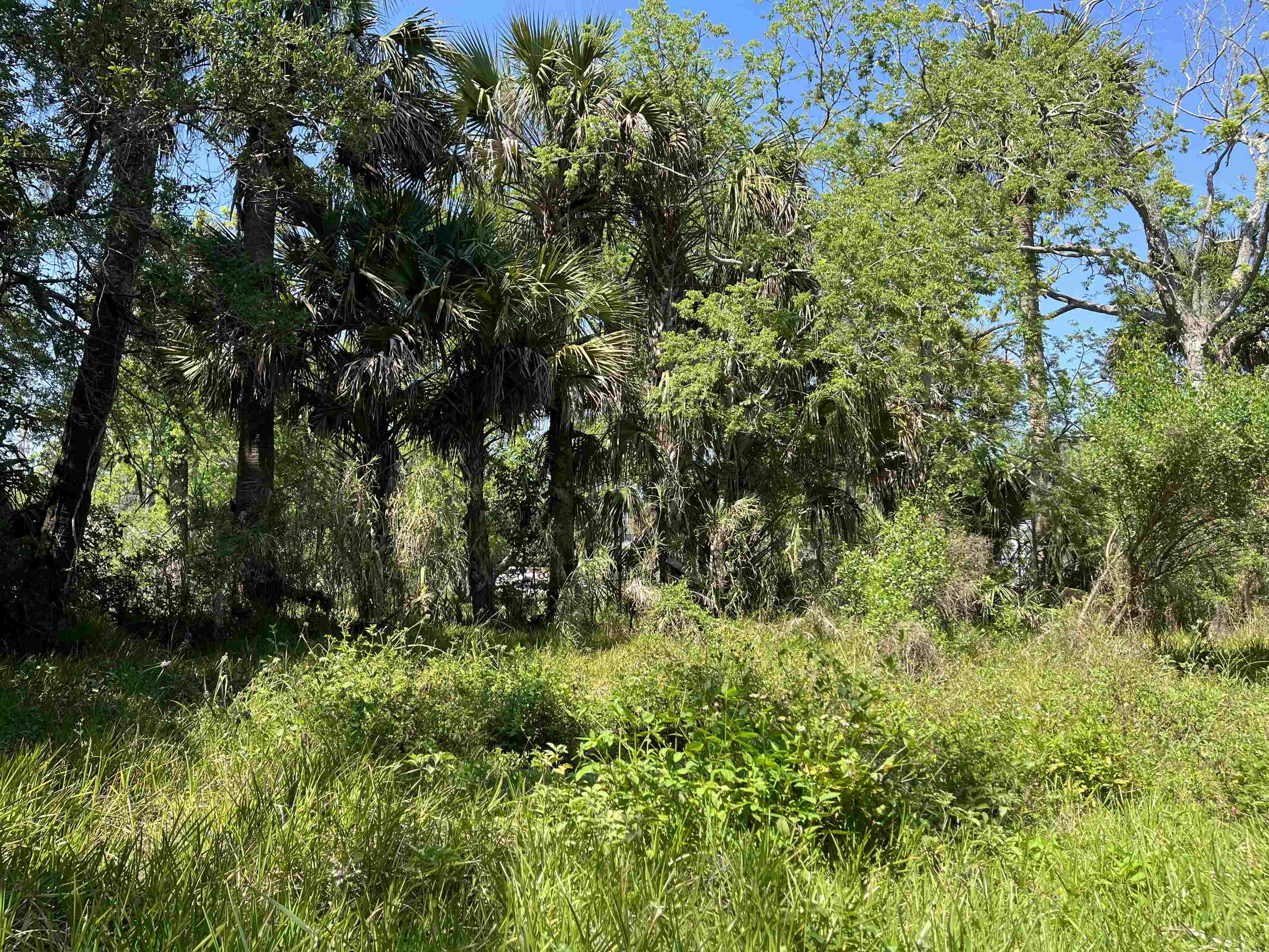 127 Riberia Street St. Augustine, FL 32084 - Photo 4 of 8 a view of a garden