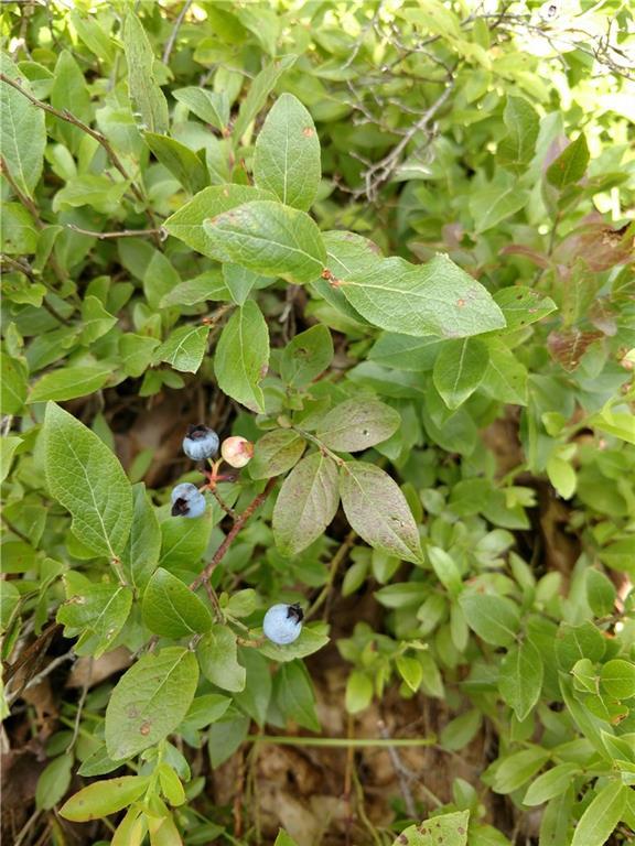 0 Payson Road Union, ME 04862 - Photo 5 of 27 Blueberry fields onsite