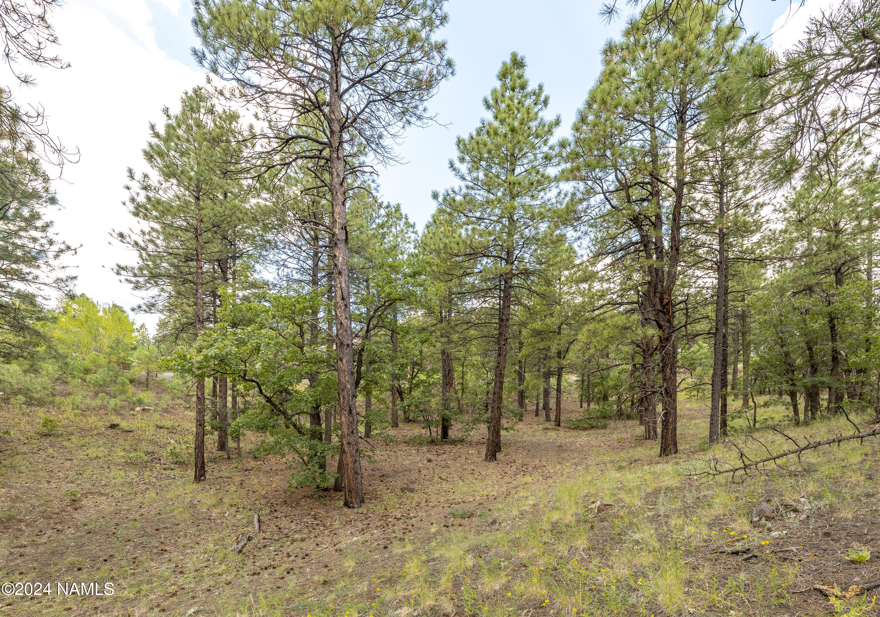 4540 South Flagstaff Ranch Road Flagstaff, AZ 86005 - Photo 15 of 18 a view of outdoor space with trees