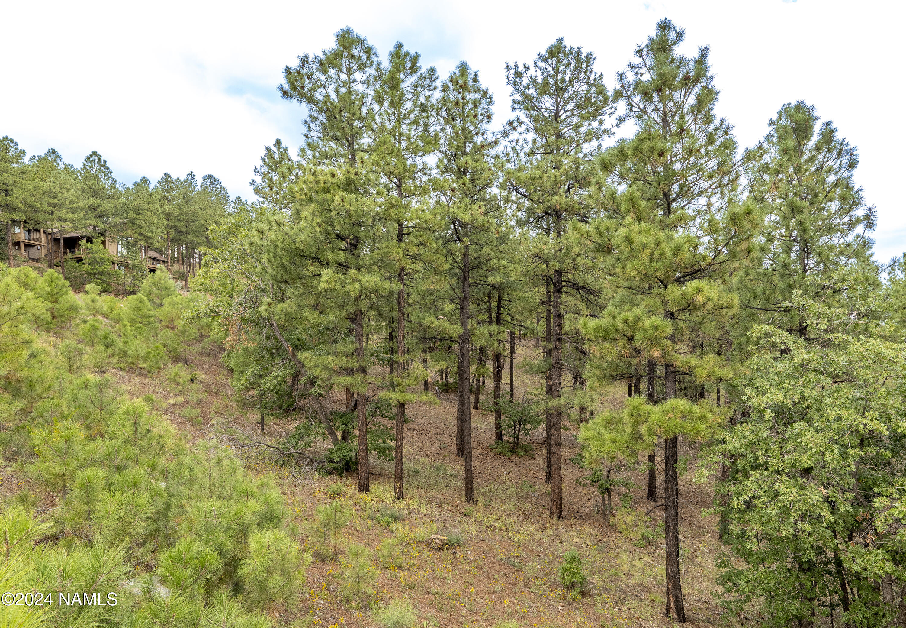 4540 South Flagstaff Ranch Road Flagstaff, AZ 86005 - Photo 16 of 18 a view of a forest with trees in the background