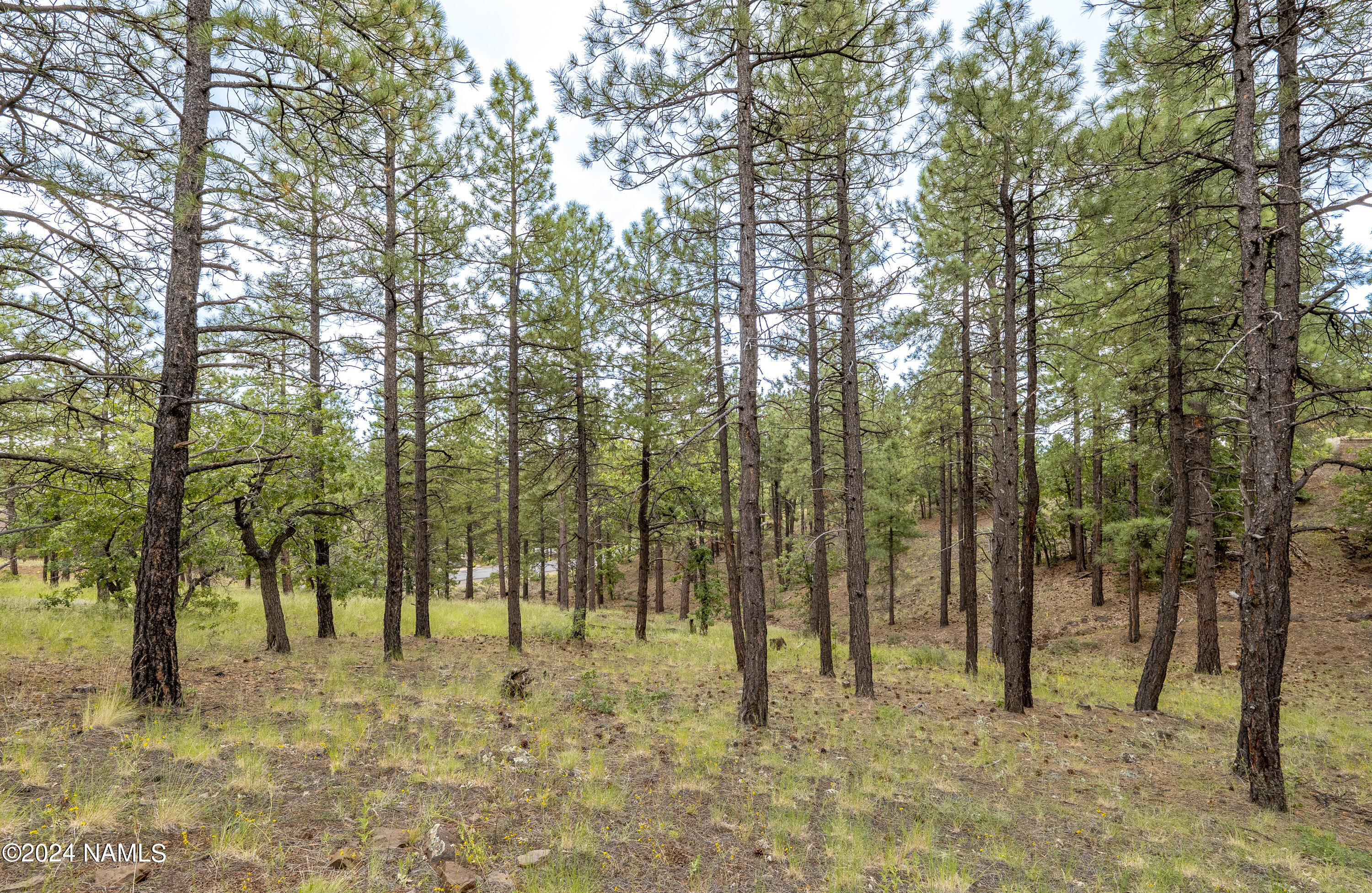 4540 South Flagstaff Ranch Road Flagstaff, AZ 86005 - Photo 6 of 18 a view of park with trees