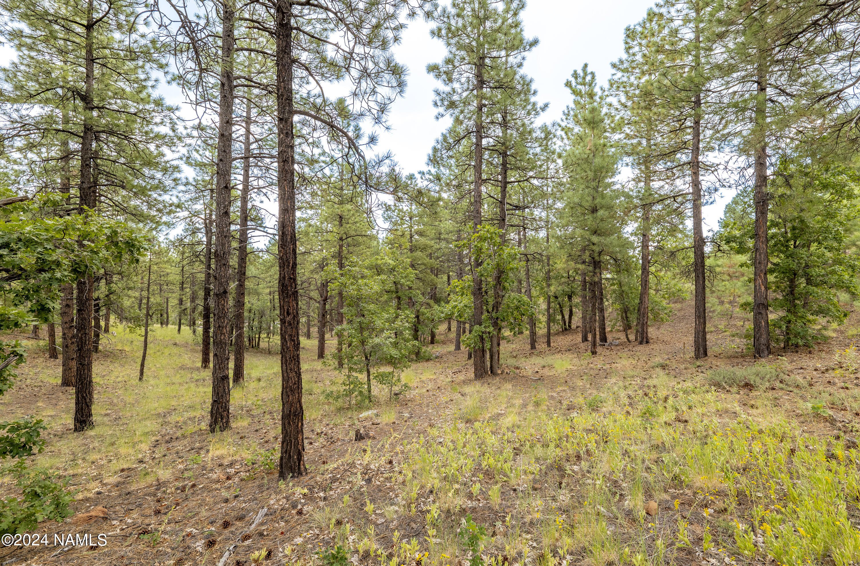 4540 South Flagstaff Ranch Road Flagstaff, AZ 86005 - Photo 7 of 18 a view of a yard with trees
