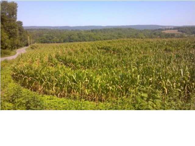 0 Jack Smith Road Dunlap, TN 37327 - Photo 4 of 4 Additional Photo