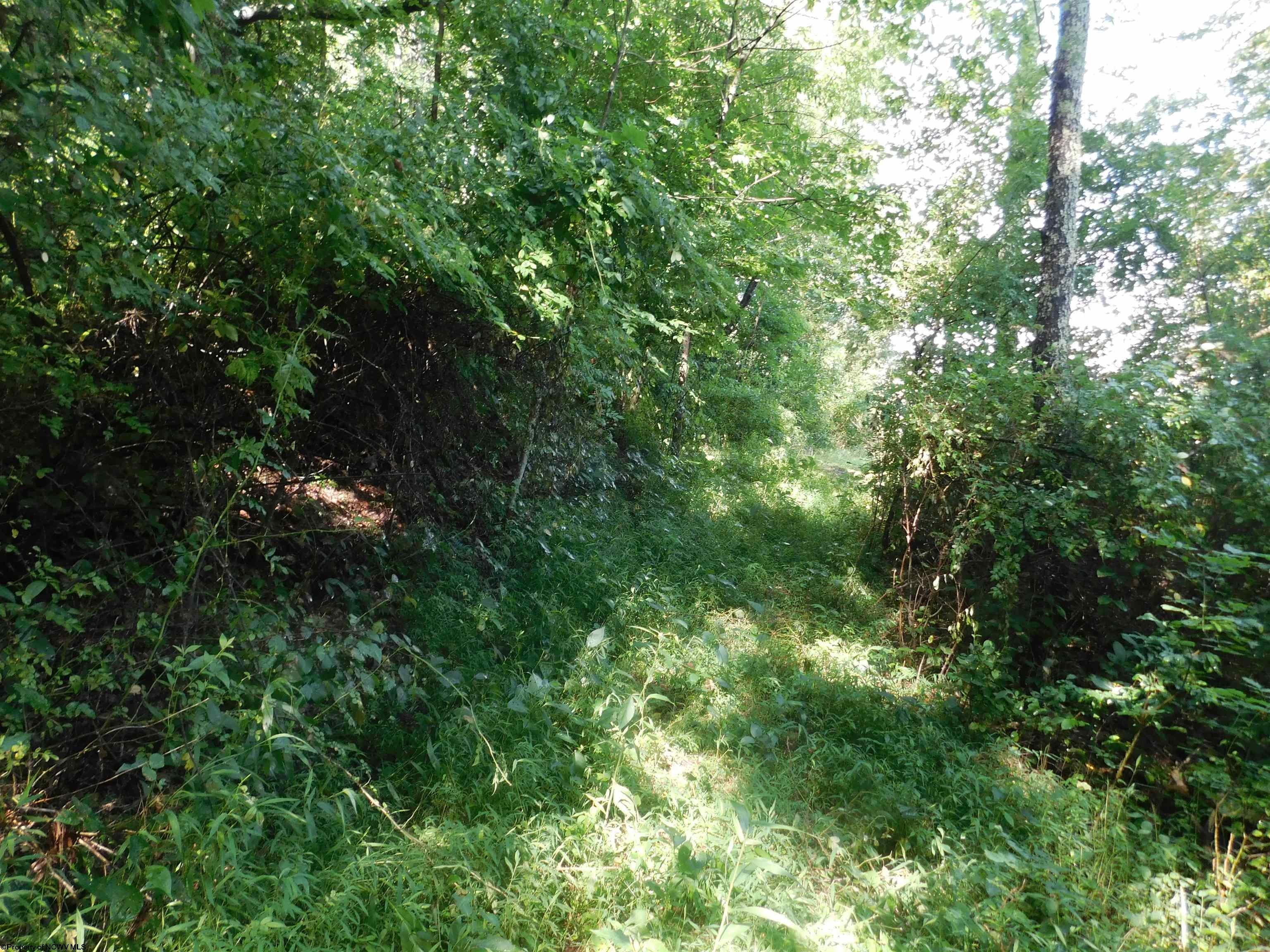 Tbd Independence Road Newburg, WV 26410 - Photo 13 of 16 Gallery Image 13
