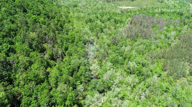 a view of a lush green forest