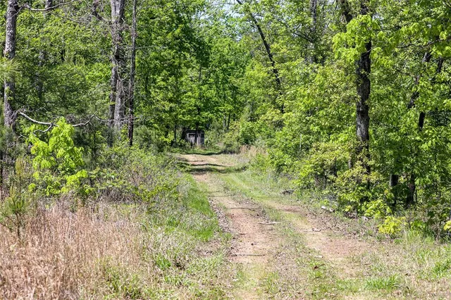 a view of a garden with a tree