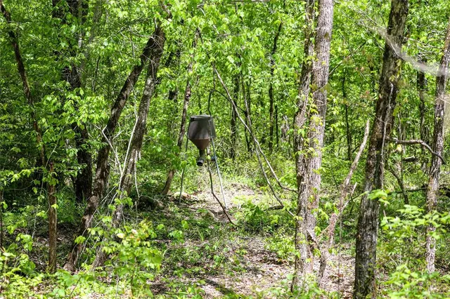 a view of a lush green forest