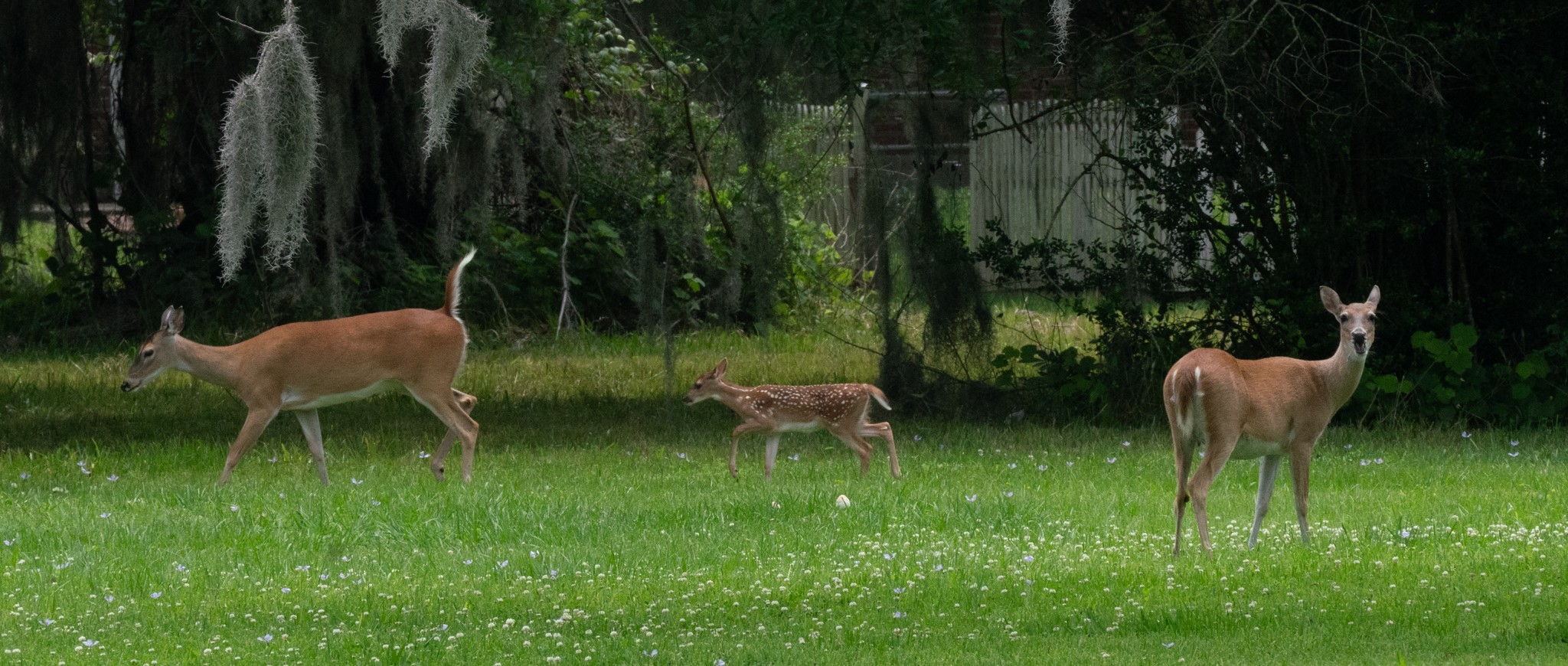 544 Wagon Wheel Trail Angleton, TX 77515 - Photo 40 of 45 Deer are plentiful, frequently roaming right up to your yard