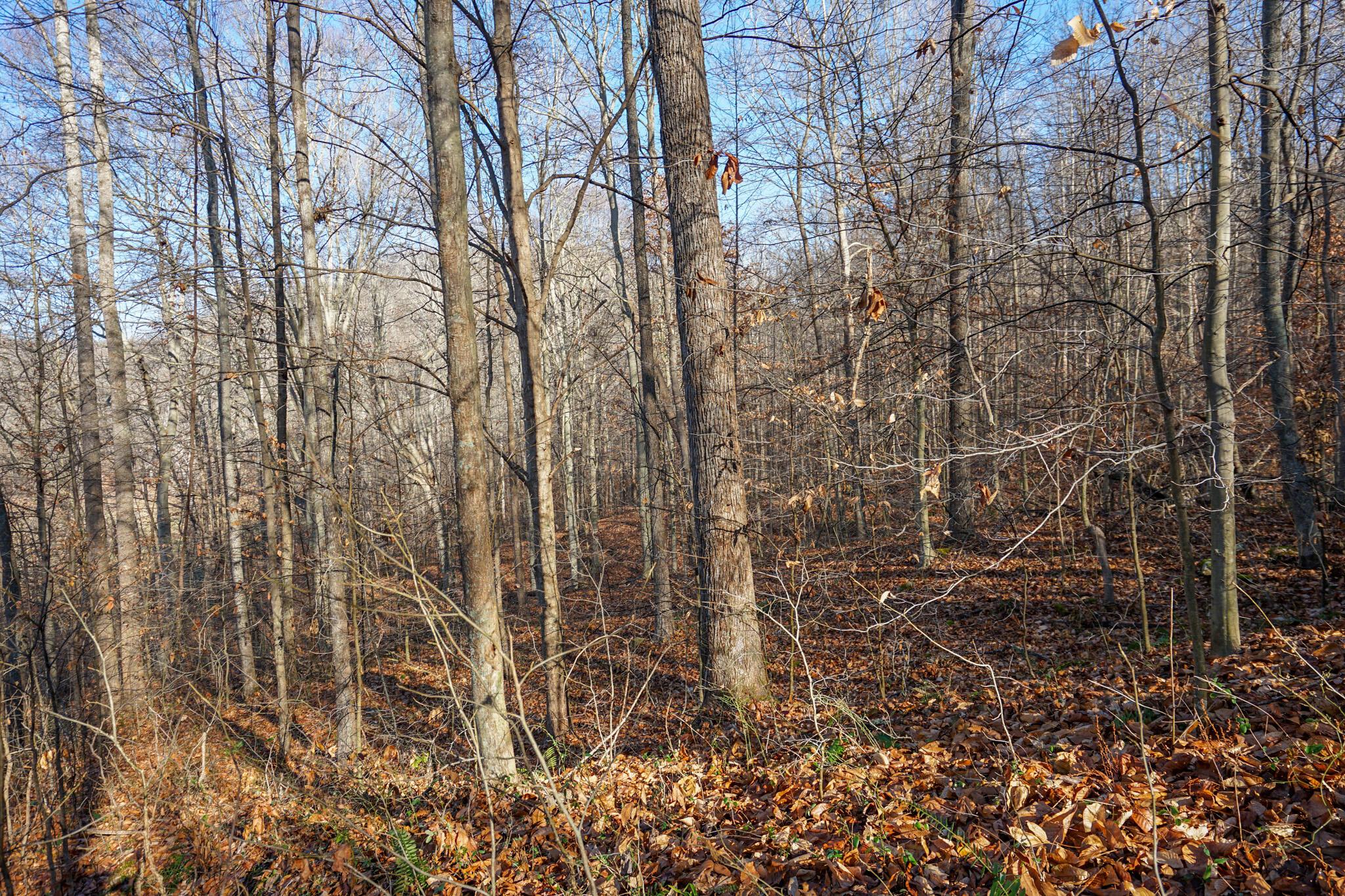 2430 Long Lick Road Stout, OH 45684 - Photo 18 of 47 DSC09729