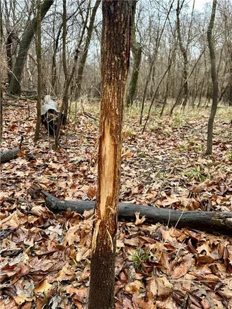 $504,600 | Bar Hollow Dr Road, Blackwater, MO 65322